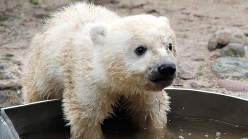 Knut - Aus der Kinderstube eines Eisbären