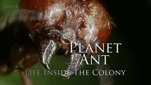 Planet Ant: Life Inside The Colony