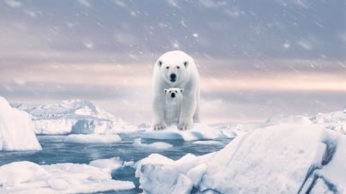 Polar Bear