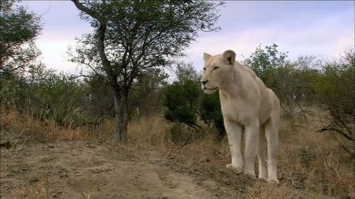 The White Lions