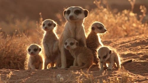 The Meerkats