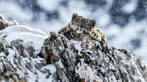 The Frozen Kingdom of the Snow Leopard