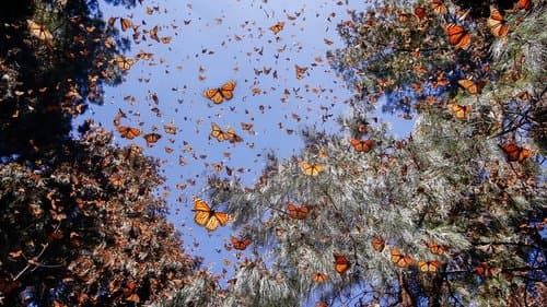 Flight of the Butterflies