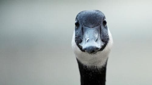 Modern Goose