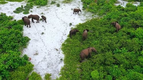 Rainforest First: Climate Protection in Central Africa