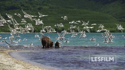 Kamchatka Bears. Life Begins